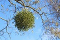 Mistletoe bush on the tree. Viscum album parasitizes on the tree. Royalty Free Stock Photo