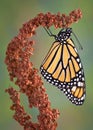 Hanging Monarch