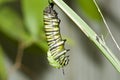 Hanging monarch caterpillar