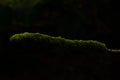 Hanging moss on branch Royalty Free Stock Photo