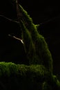 Hanging moss on branch Royalty Free Stock Photo