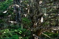 Hanging Moss Royalty Free Stock Photo