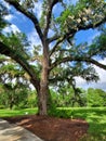 Hanging Moss, Winter Park Florida Royalty Free Stock Photo