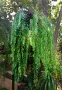 Hanging Nephrolepis cordifolia fern in Thailand Royalty Free Stock Photo