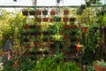 Hanging Nursery Pot Plant Growing on my house rooftop garden. Decorative Pot Plant wall on the house garden. It;s a beautiful Royalty Free Stock Photo