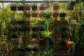 Hanging Nursery Pot Plant Growing on my house rooftop garden