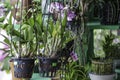 Hanging Nursery Pot Plant on Verandah Royalty Free Stock Photo