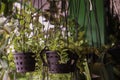 Hanging Nursery Pot Plant on Verandah Royalty Free Stock Photo
