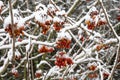 Red berries of Geldern rose with snow Royalty Free Stock Photo