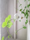Hanging old bulbs add beauty to the plants. Royalty Free Stock Photo