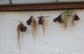 Hanging Onions Royalty Free Stock Photo
