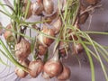 Hanging onions to dry with white wall bottom