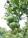 Hanging orange fruit that is green and yellowish is a sign that the fruit has started to ripen