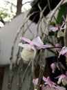 Hanging orchid in the garden