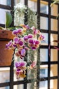 Hanging Orchid