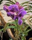 Hanging beautiful orchid plant with purple flowers