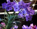 Hanging orchid Vanda Pachara Delight with aerial roots