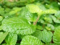 hanging ornamental plant pilea nummulariifolia to beautify the garden