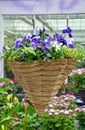 Hanging pansy flower basket Royalty Free Stock Photo