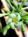 Hanging papaya flowers contain enzymes that help improve blood circulation in the body.