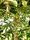 hanging papaya flowers