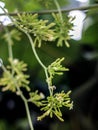 Hanging papaya flowers that will grow into papaya