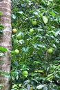 Hanging Passion Fruits in Vine