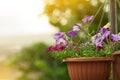 Hanging petunia in brown pot in garden or city