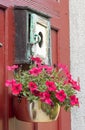 Hanging petunia flower