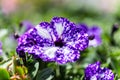 Hanging petunia, Night Sky, gardening in summer