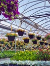 Hanging Petunia Pots In Greenhouse