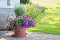 Hanging petunias or surfinias flowers in the pot . Summer garden inspiration for container plants Royalty Free Stock Photo