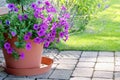 Hanging petunias or surfinias flowers in the pot . Summer garden inspiration for container plants Royalty Free Stock Photo