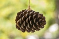 Hanging pine cone Royalty Free Stock Photo