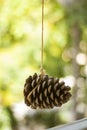 Hanging pine cone Royalty Free Stock Photo