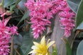 Tropical Pink Flowers