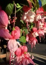 Hanging Pink Fushia Flowers Royalty Free Stock Photo