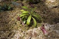 Hanging pitcher plant growing in flower bed