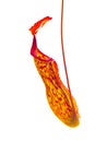 A Hanging pitcher plant pitfall trap in red pink color isolated on white background. Royalty Free Stock Photo