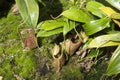 Hanging pitcher plant pots on the ground