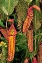 Hanging Pitcher plants (Nepenthaceae)