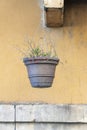 Hanging plant on exterior of modern downtown building sitting by chain with brown round grow bed or plant pot Royalty Free Stock Photo