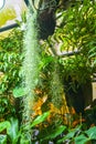 Hangind PLANT SIMILAR TO A WATERFALL.