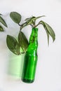 Hanging plant in a green glass bottle as wall decoration Royalty Free Stock Photo