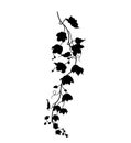 Hanging plant leaves silhouette isolated on white background Royalty Free Stock Photo