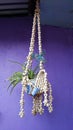 Hanging plant made of shells