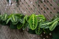 hanging plant prayer plant maranta leuconeura garden center