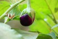 Hanging on plant purple round brinjal, eggplant