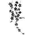 Hanging plant silhouette isolated on white background