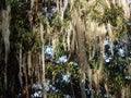 Hanging plant Spanish moss of the Aerophyte family hangs from trees Royalty Free Stock Photo